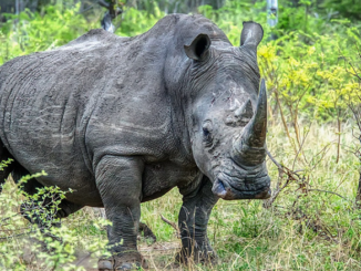 rhinos Kruger Park