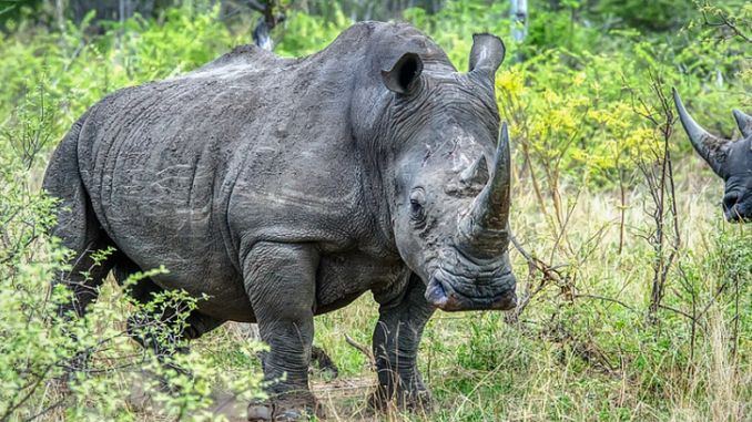rhinos Kruger Park