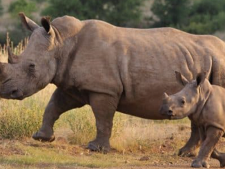rhinos Kruger National Park