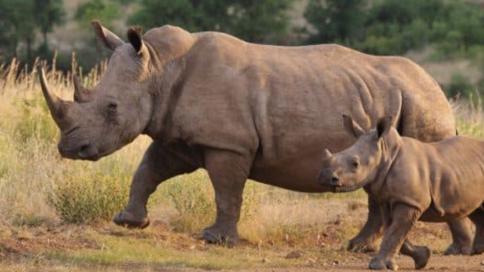rhinos Kruger National Park