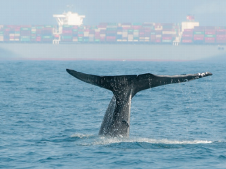 whale near ship